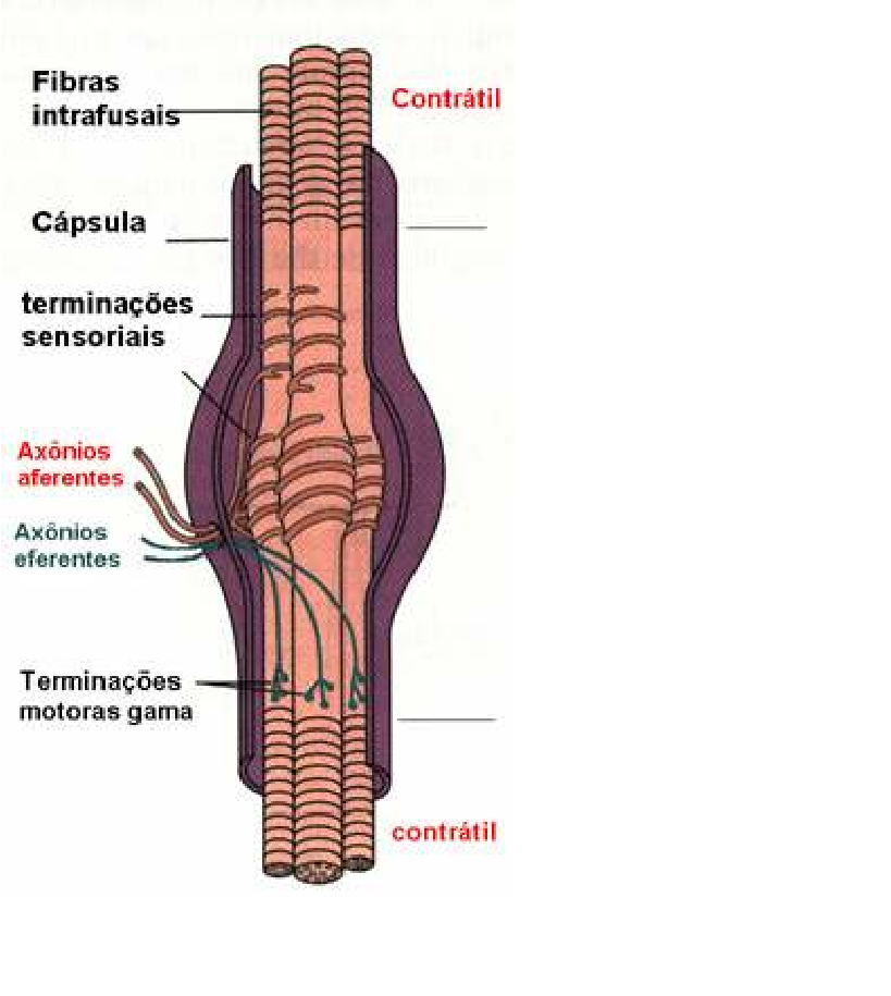 Orgão Tendinoso De Golgi E Fuso Muscular Função