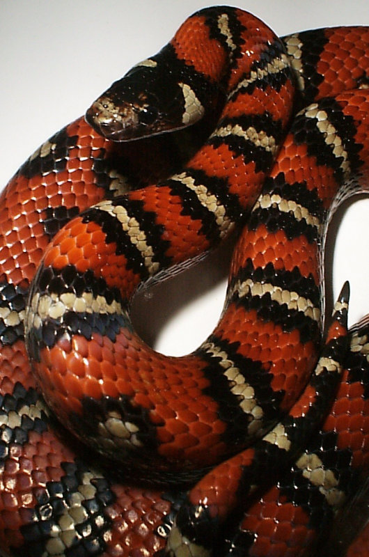 the ruthven king snake on emaze