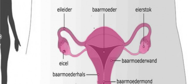 Hoe Lang Is De Vagina