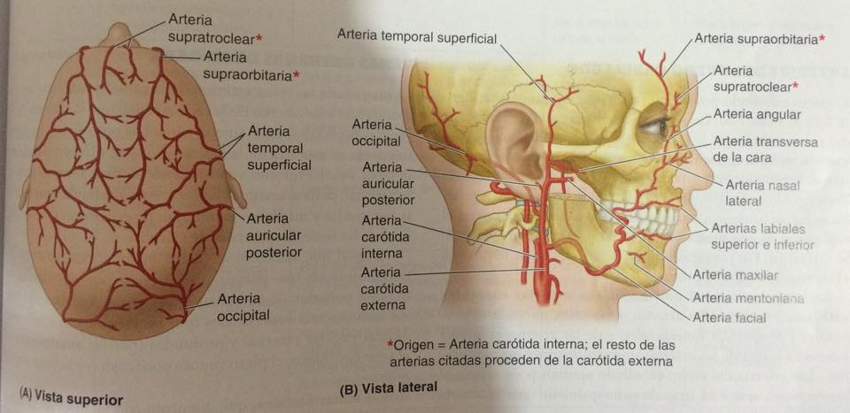 Nervios Venas Y Arterias On Emaze