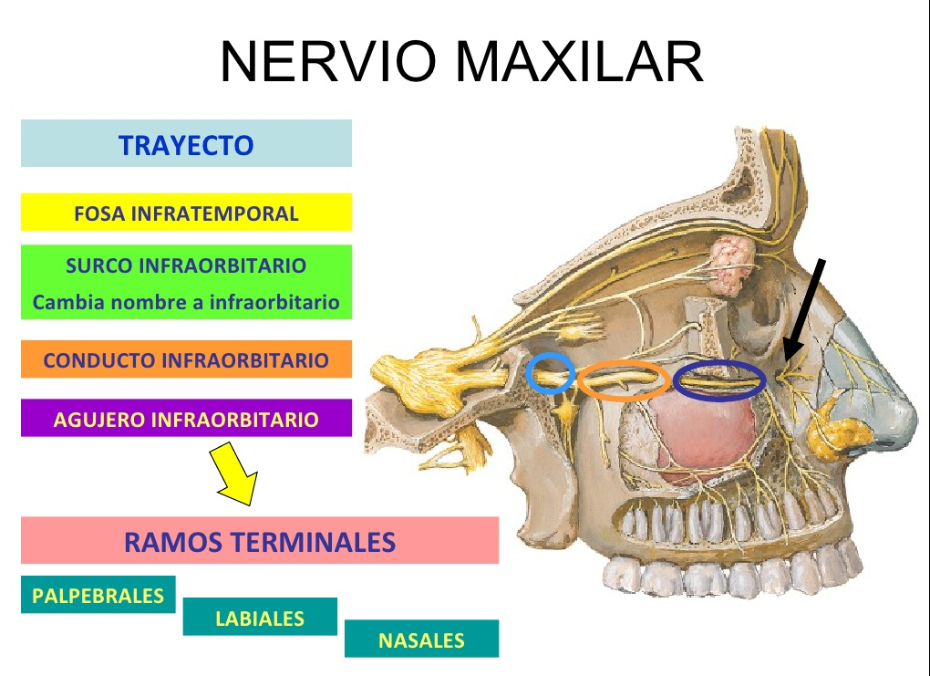 Nervios Venas Y Arterias On Emaze