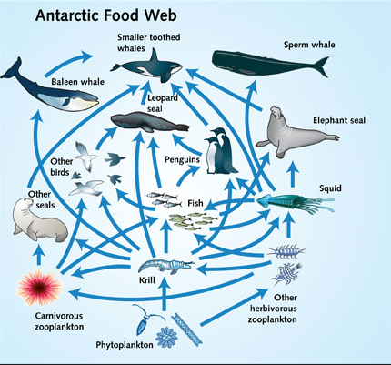 Presentation Name on emaze Biology Diagrams