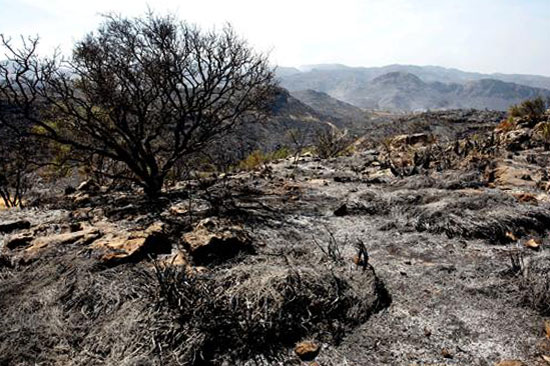 Resultado de imagen para impacto ambiental de la guerra y el uso belico