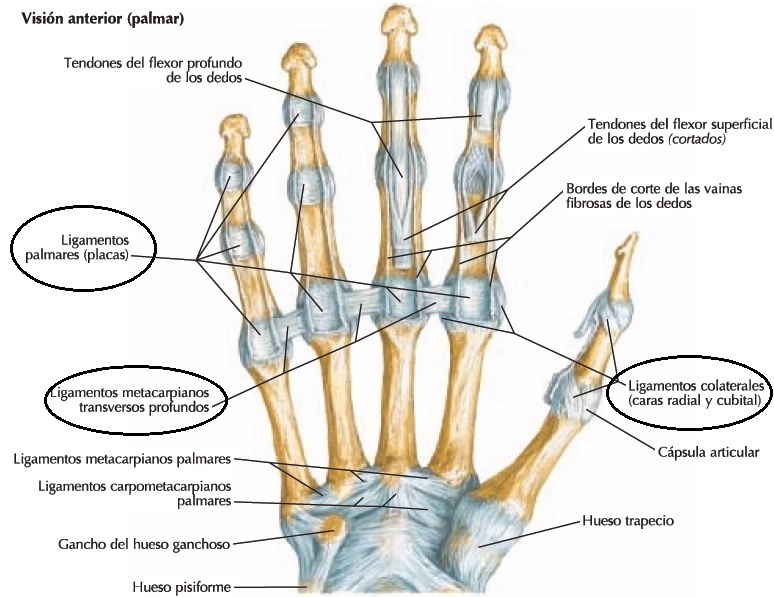 Biomecánica de la respoteria on emaze