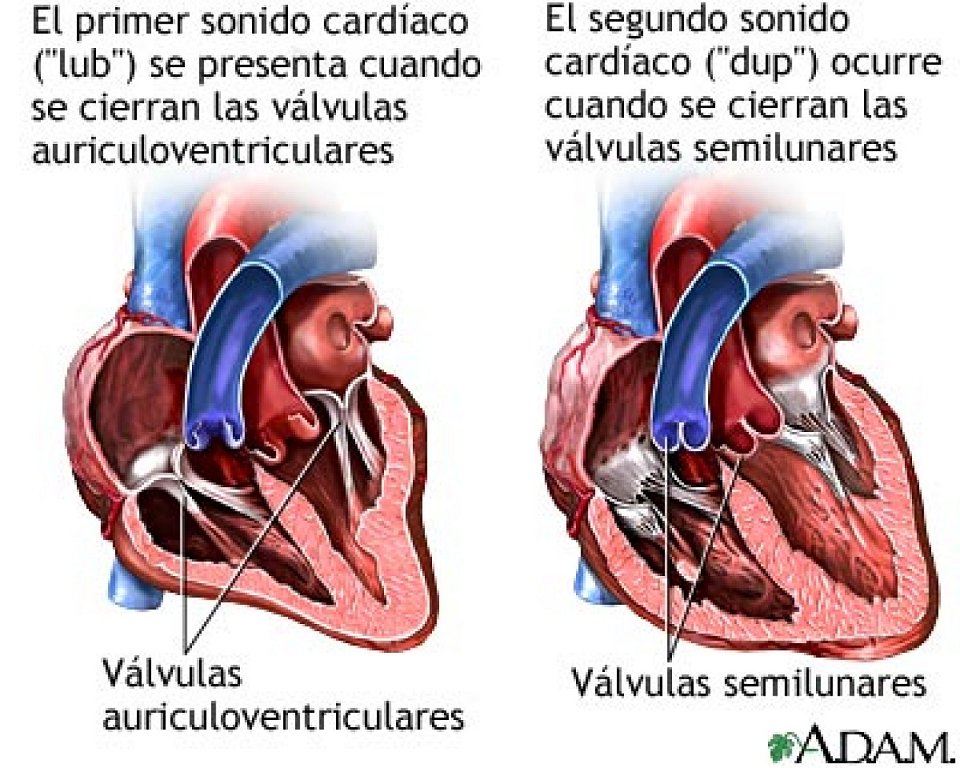 Resultat d'imatges de tipus d valvules del cor