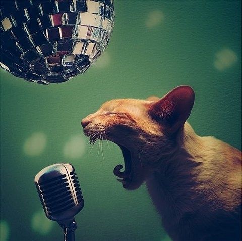 voice