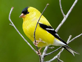 image gallery new jersey state bird image gallery new jersey state bird