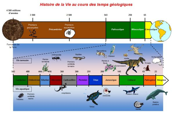 Les Dinosaures At Emaze Presentation