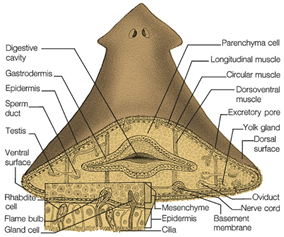 planaria diagram cross section