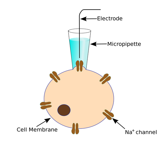 Patch Clamp Whole Cell Recording