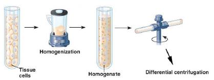 cell homogenate