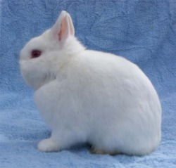 white polish rabbit