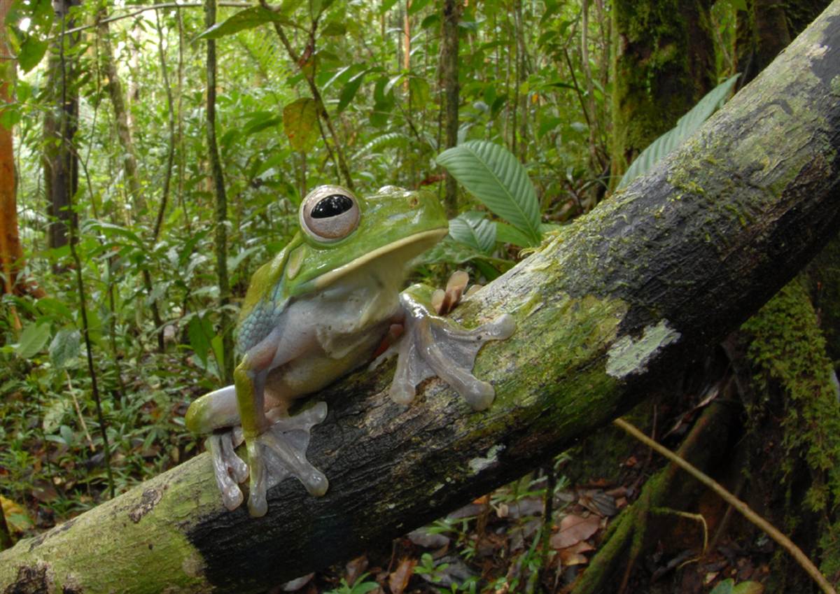 Congo Great Rain Forest By On Emaze