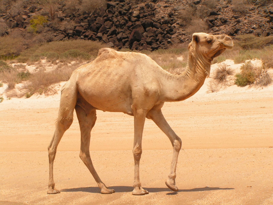 camel on emaze