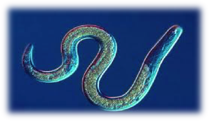 Nematode on emaze
