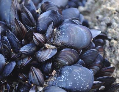 blue mussels mussel real mytilus edulis rocks emaze insectarium cluster figure living data animated