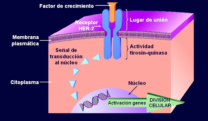 Factores De Crecimiento At Emaze Presentation