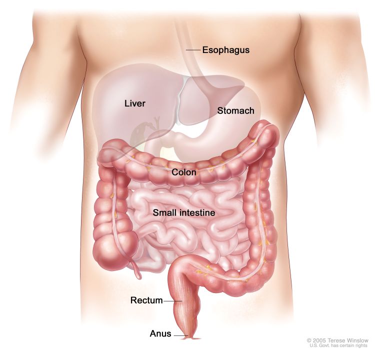 Digestive System On Emaze