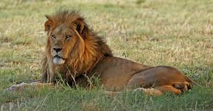 Nguni Languages at emaze Presentation