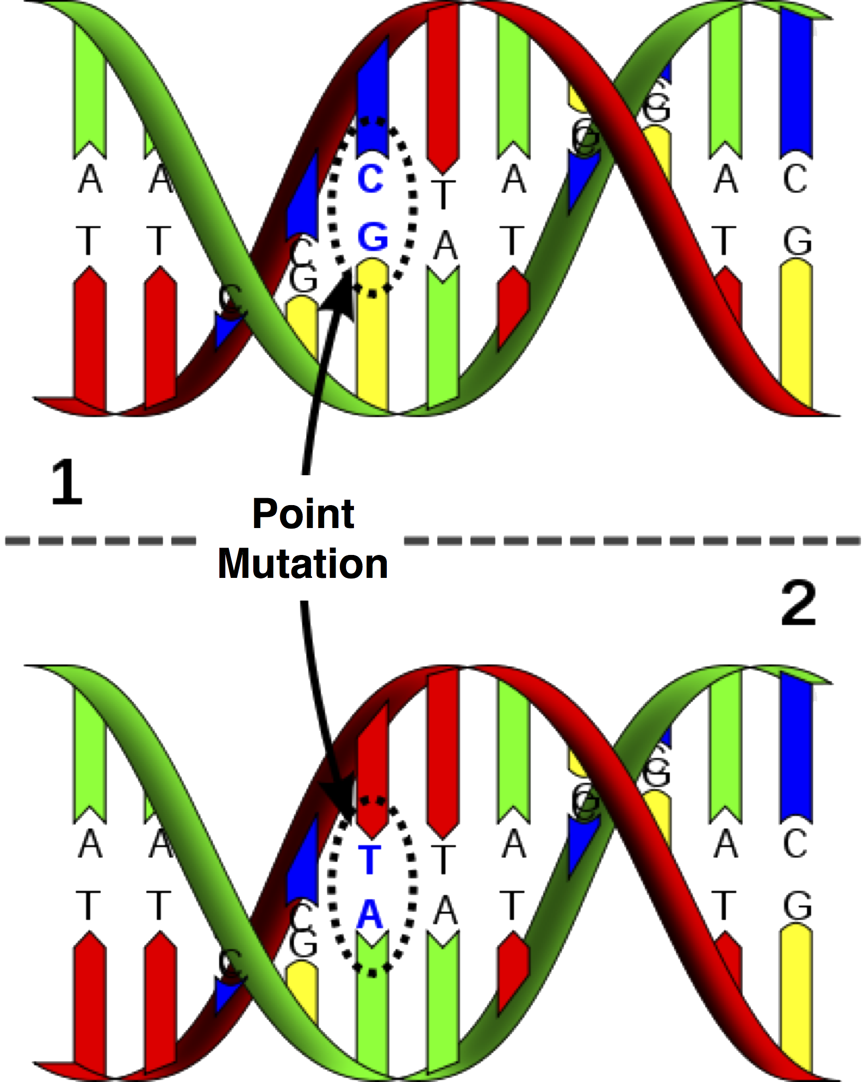 Dna Polymerase Delta And Epsilon