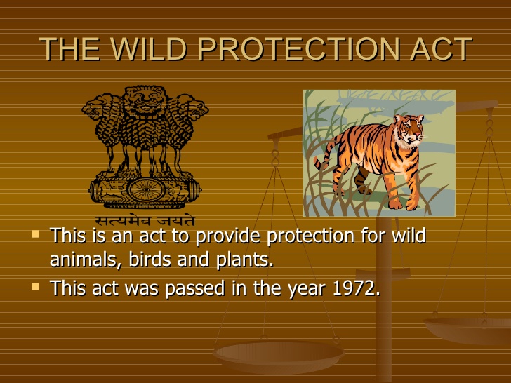 Wildlife of india essay