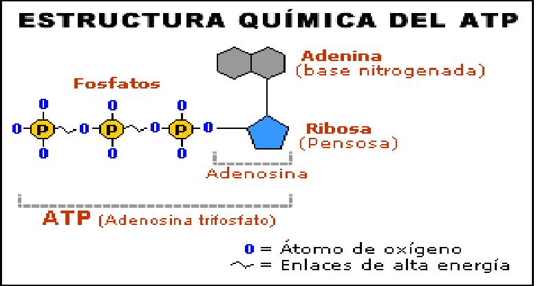 Biologia On Emaze 0239