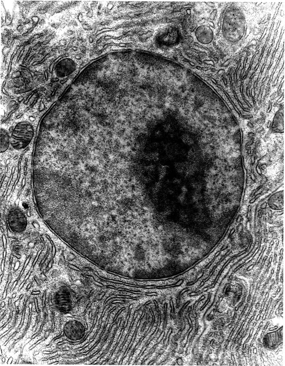 Ядро клетки микрофотография