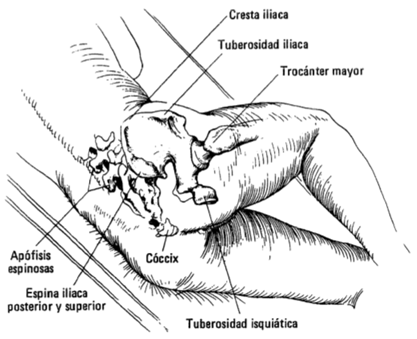 Exploración de pelvis y cadera on emaze