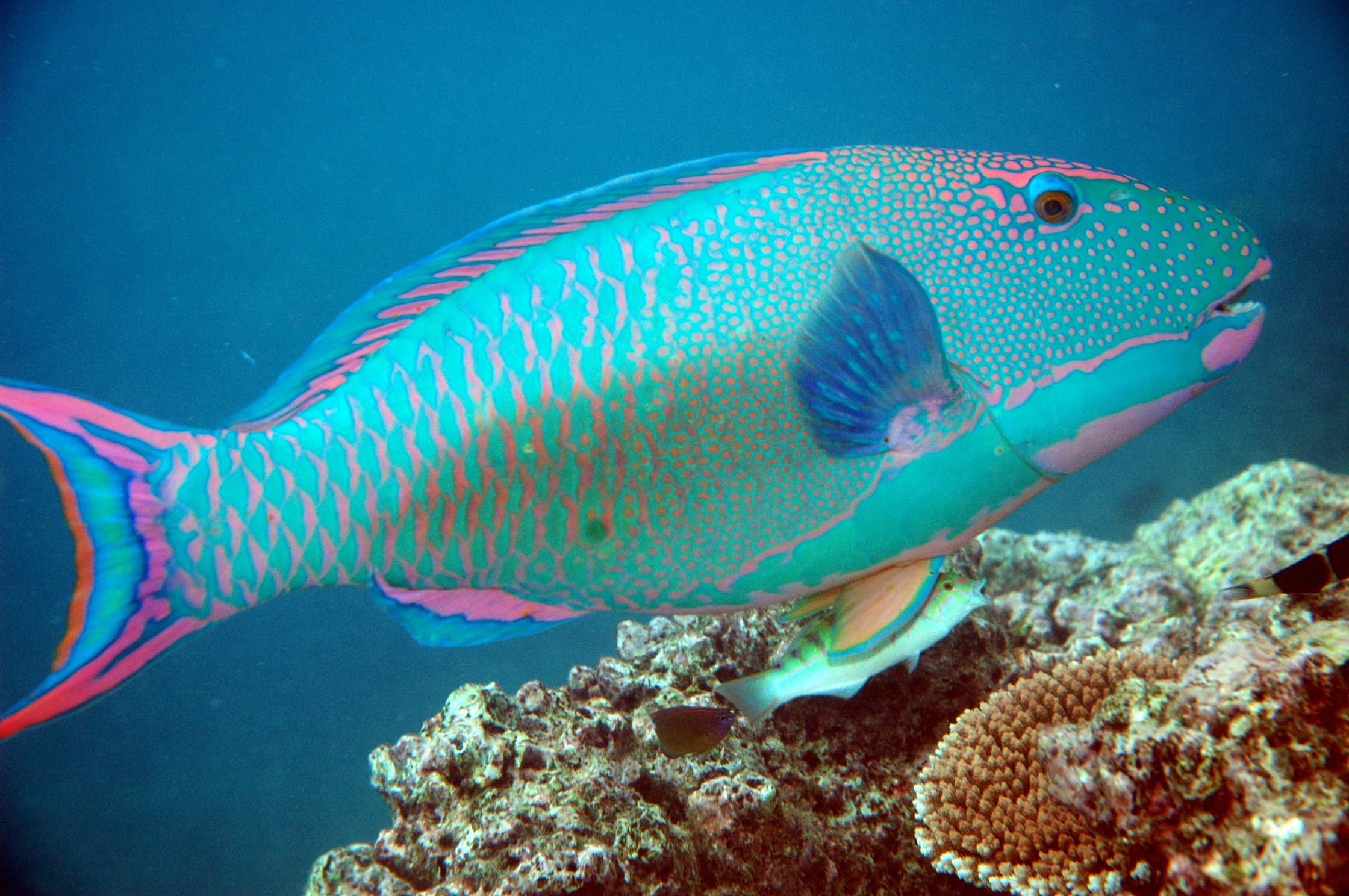 Parrotfish Reef
