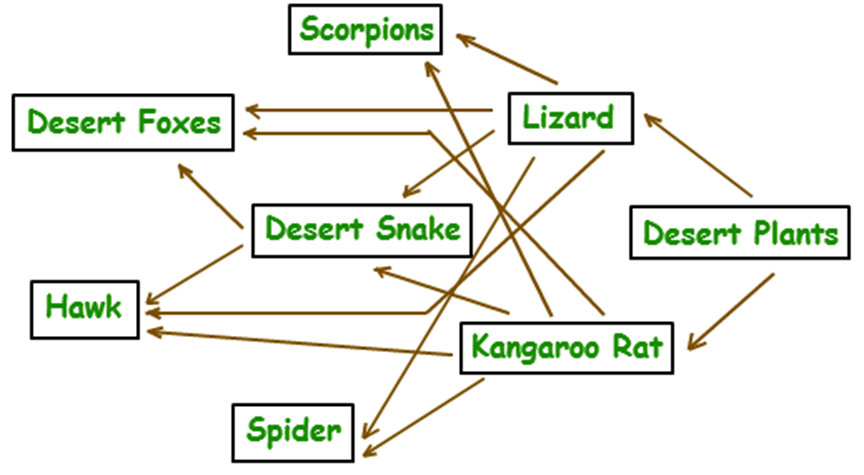simple desert food web