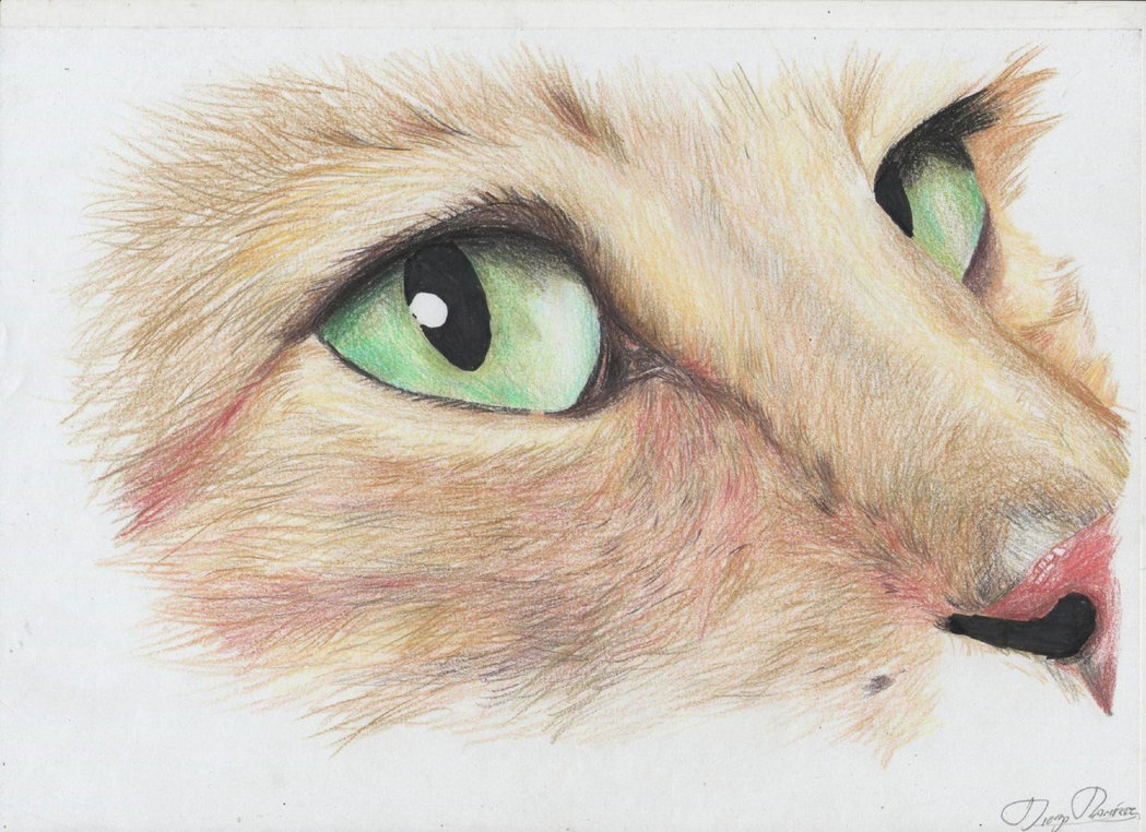 Ojos de gatos dibujos