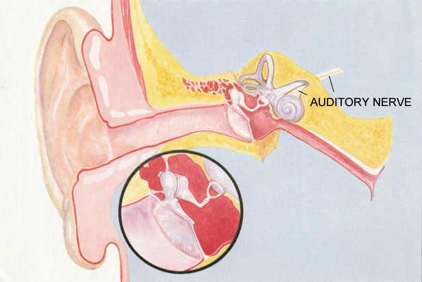 auditory nerve psychology