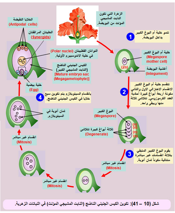 تسمى النباتات التي لا تنمو لها ازهارا وبذورها قاسية