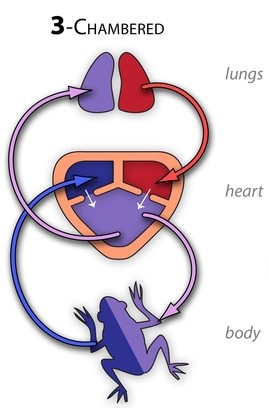 fish heart blood flow diagram