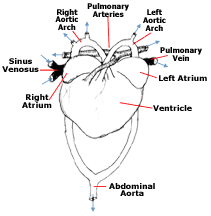 Frog Circulatory System on emaze