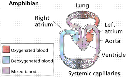 Frog Circulatory System On Emaze