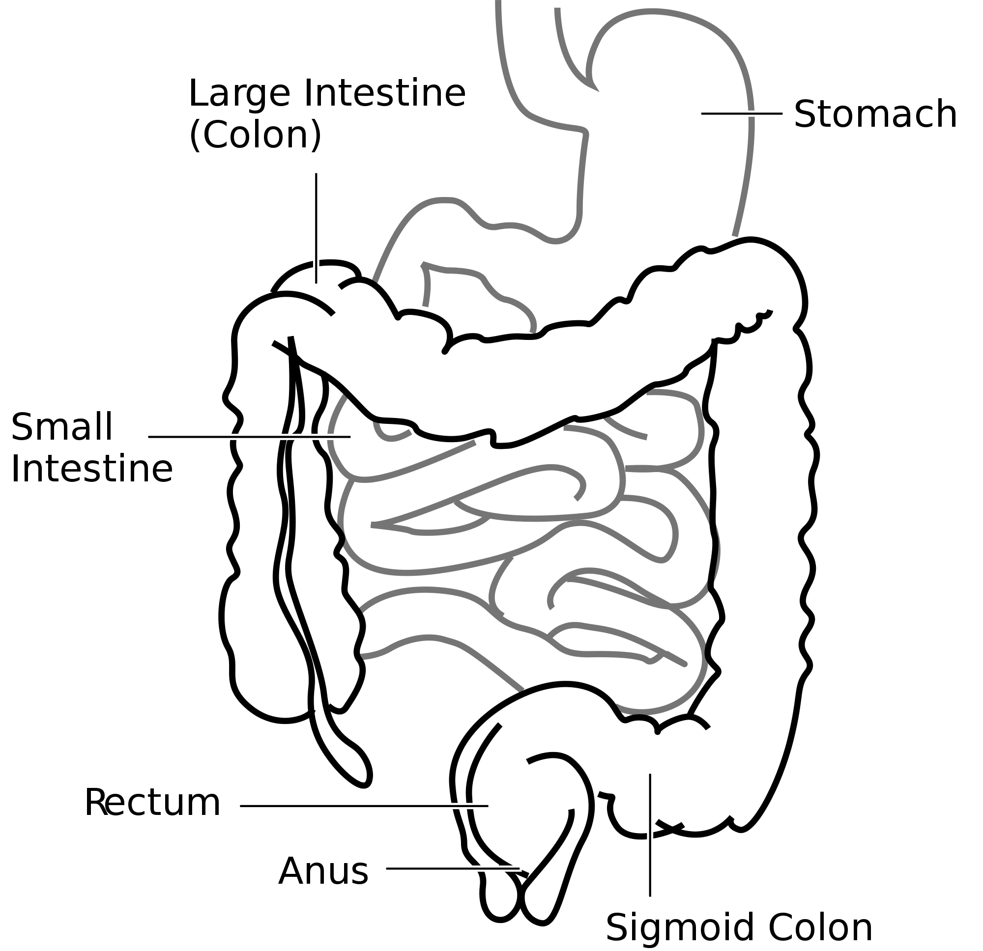 small-intestine-on-emaze