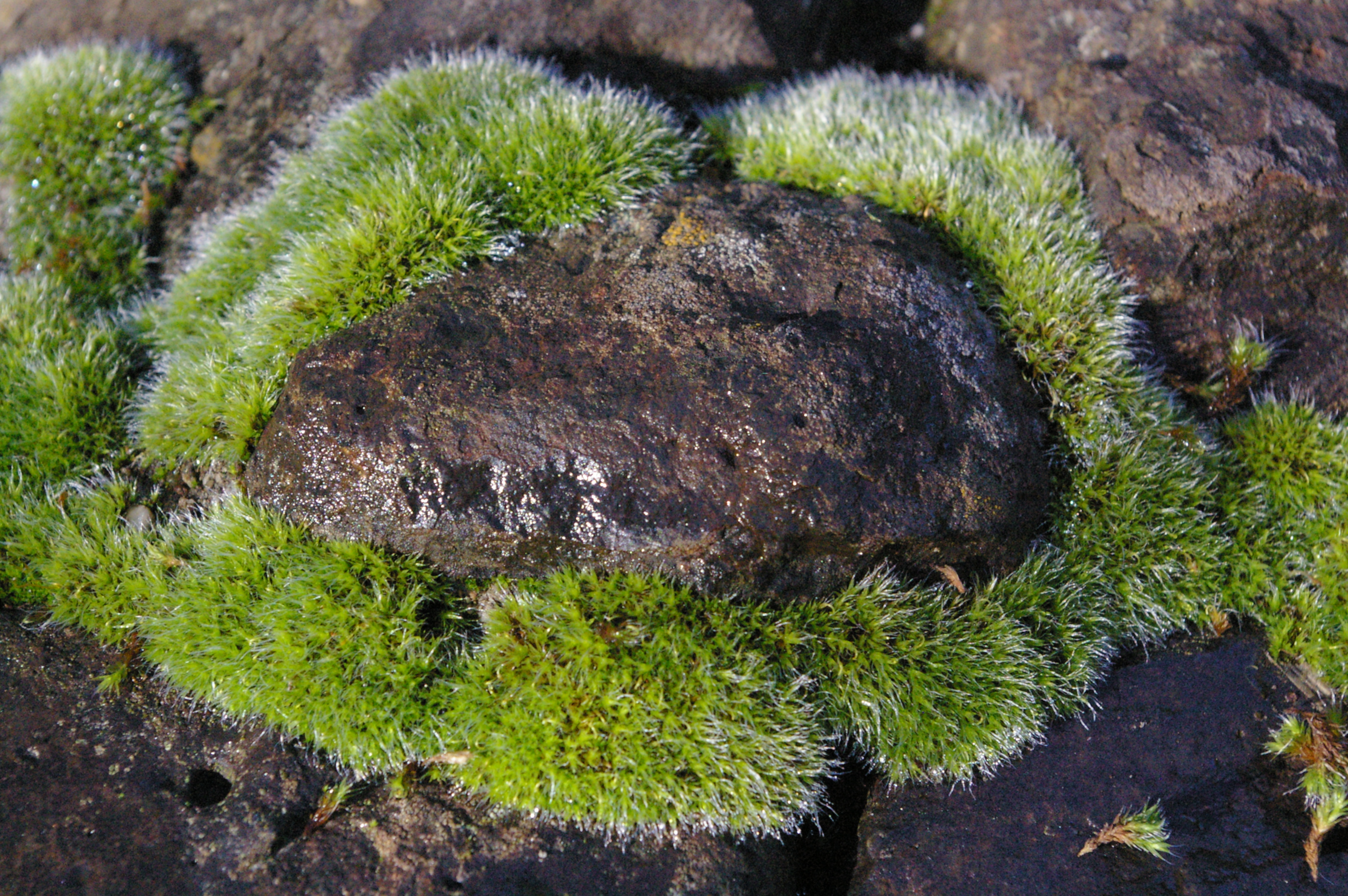 mosses-on-emaze