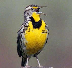 Nebraska mark dos on emaze