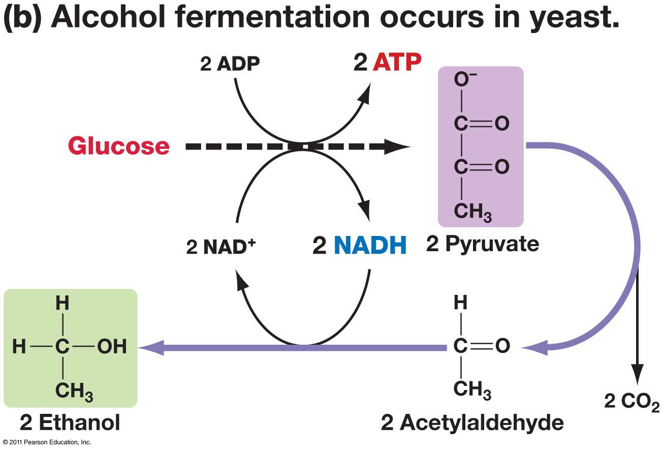 aerobick respiration