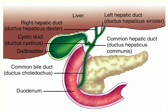 Cholecystitis At Emaze Presentation