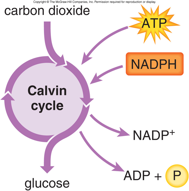 photosynthesis-on-emaze