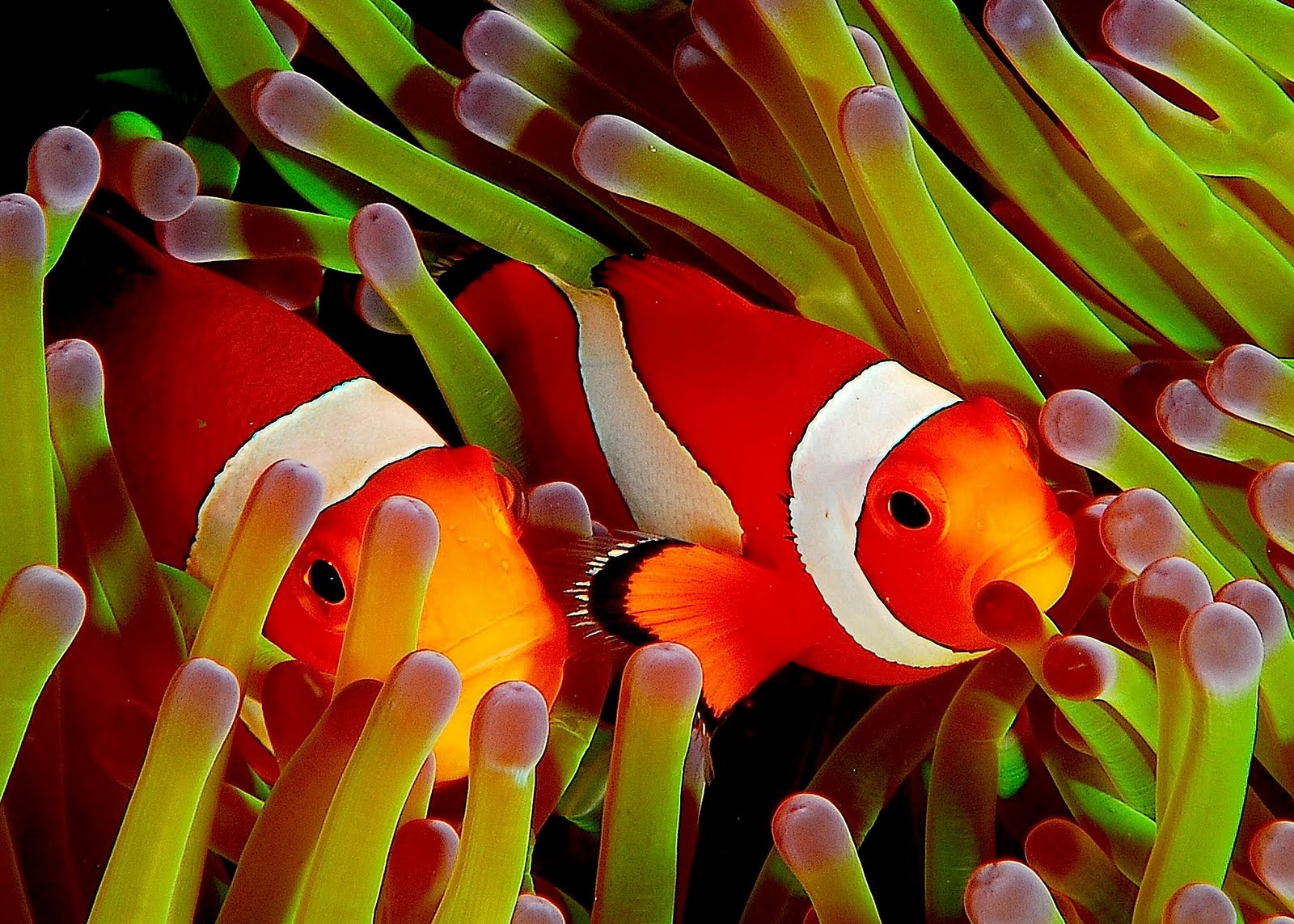 Как сделать чтобы в clownfish Как сделать чтобы в clownfish