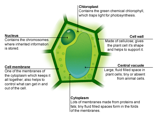 What does the nucleus do in a plant cell?