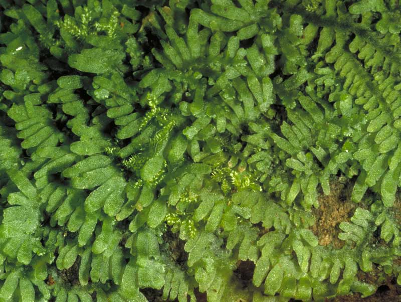 liverwort-on-emaze