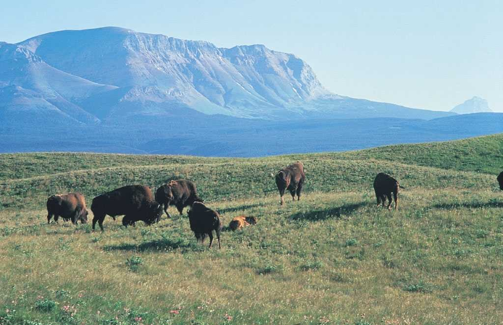 blue planet biomes grassland