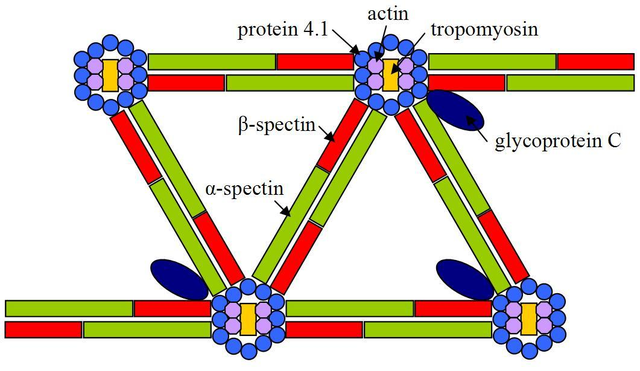 Cell Anatomy Presentation at emaze Presentation
