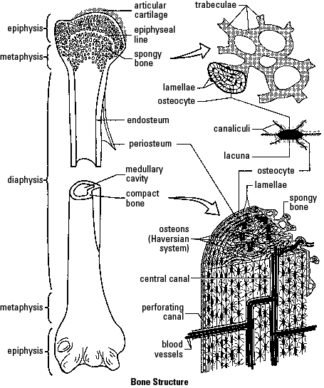 Musculoskeletal System copy1 on emaze