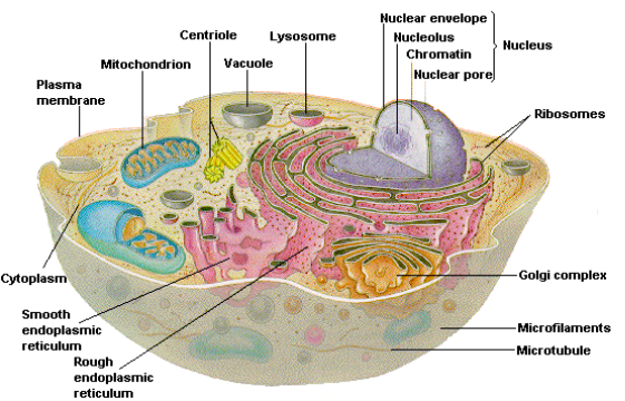 the sites of protien synthesis
