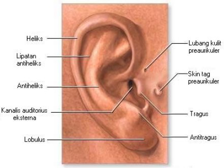Image result for nodus limfa di depan telinga